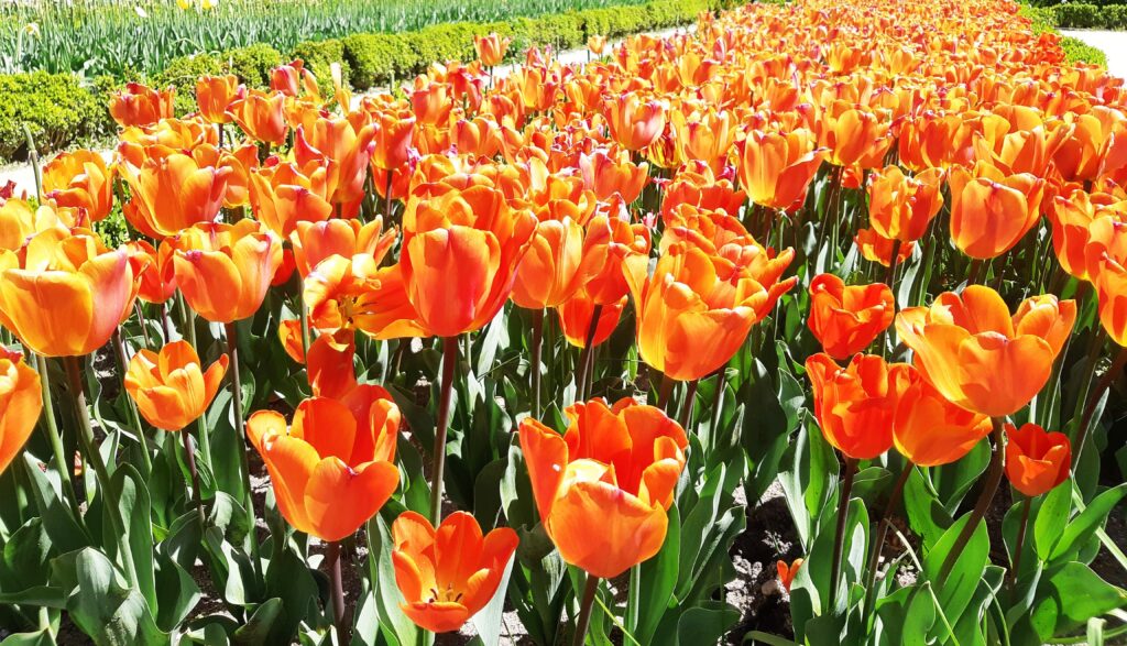 Imagen de tulipanes naranjas
